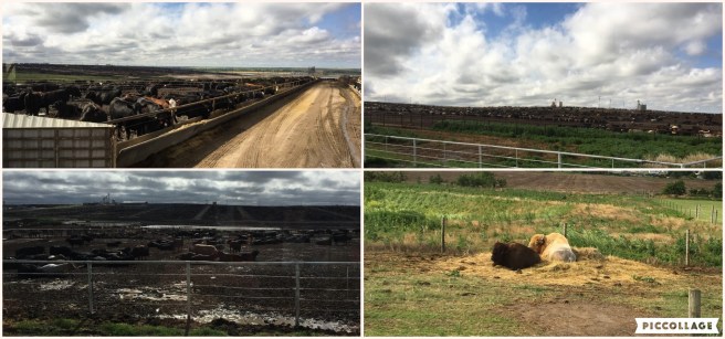 Collage 2019-06-23 20_50_58