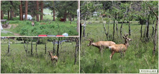 Collage 2019-07-16 17_40_26