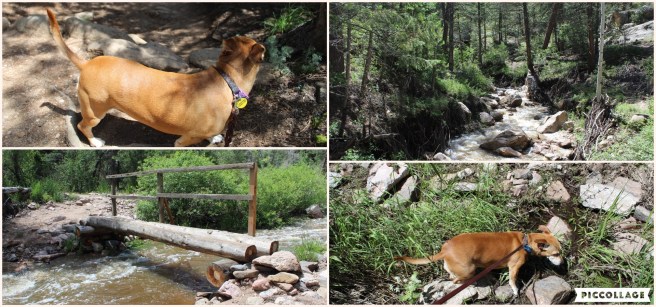 Collage 2019-07-16 17_44_31