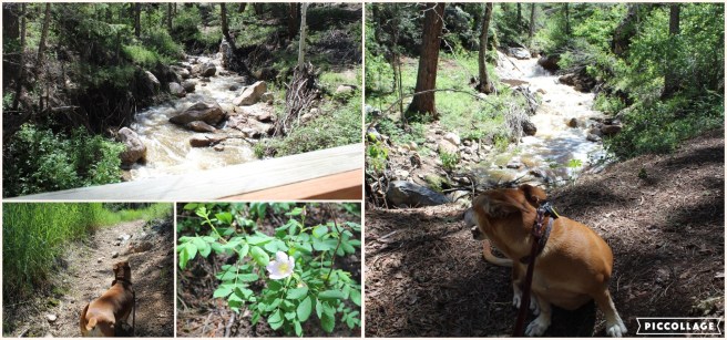 Collage 2019-07-16 17_46_54